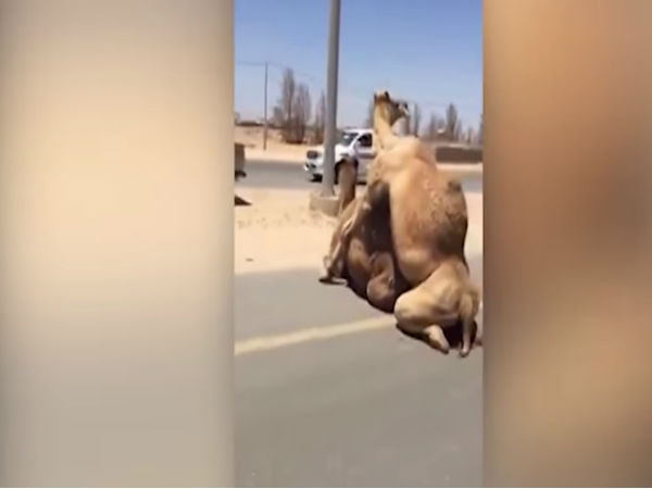 WATCH: Two camels mating in the middle of the road bring transport to a halt WATCH: Two camels mating in the middle of the road bring transport to a halt