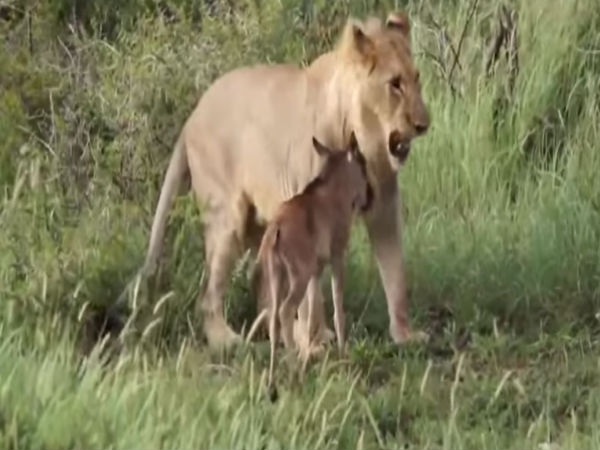 Video:Hungry Lion Gives new life to a deer Video:Hungry Lion Gives new life to a deer