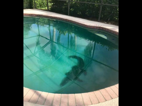Florida family finds massive alligator in their swimming pool Florida family finds massive alligator in their swimming pool
