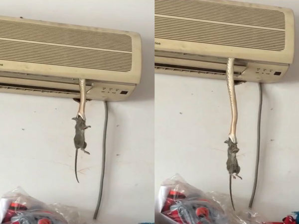 Watch: Rat becomes snake's snack after serpent comes out of AC to eat the rodent Watch: Rat becomes snake's snack after serpent comes out of AC to eat the rodent