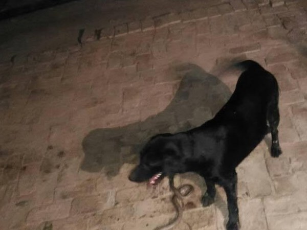 दो और साथी सांप मिले उसी घर से