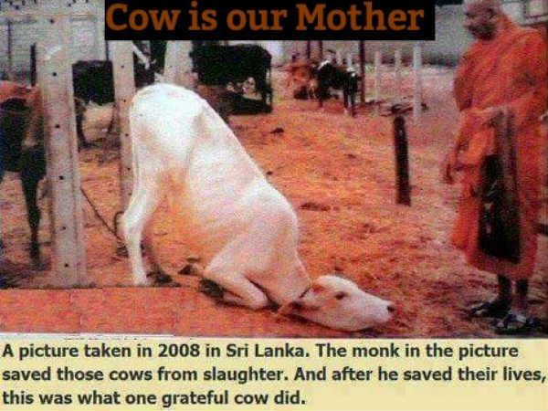 cow cow