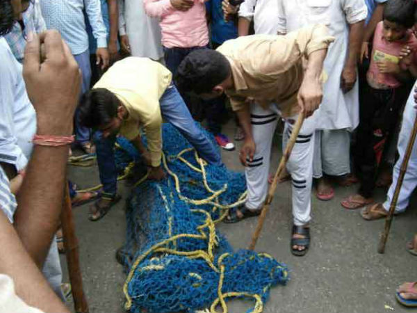 Crocodile entered into a house in Uttarakhand's Haridwar, attacked a dog Crocodile entered into a house in Uttarakhand's Haridwar, attacked a dog