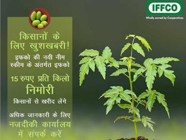 देश भर के किसानों से सीधा निम्बोली खरीदेगा IFFCO देश भर के किसानों से सीधा निम्बोली खरीदेगा IFFCO