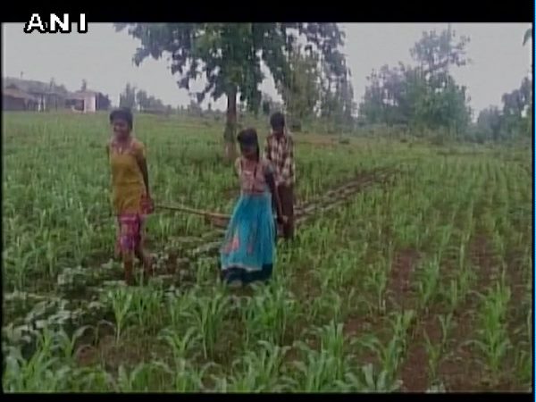 बेटियां खींच रही हैं हल