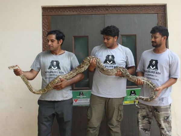 8-foot-long Python trapped in Air Force aircraft at Agra Air Force 8-foot-long Python trapped in Air Force aircraft at Agra Air Force