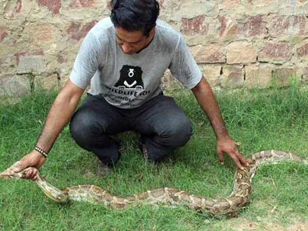 रॉक प्रजाति का है घर के अंदर से मिला अजगर