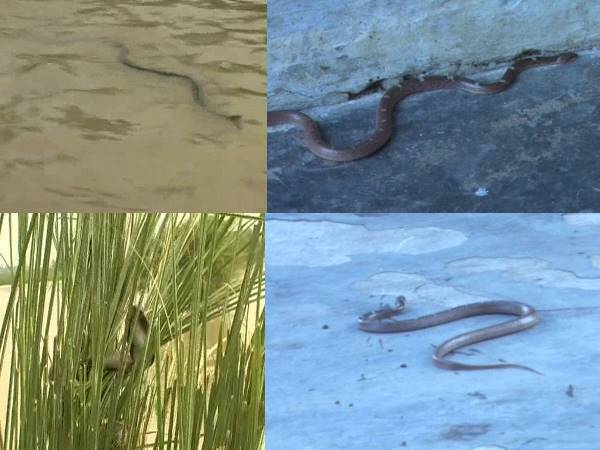 VIDEO: बरसात में सांप बने हैं आफत, अस्पताल में बढ़ गए हैं सांप के काटे हुए मरीज VIDEO: बरसात में सांप बने हैं आफत, अस्पताल में बढ़ गए हैं सांप के काटे हुए मरीज