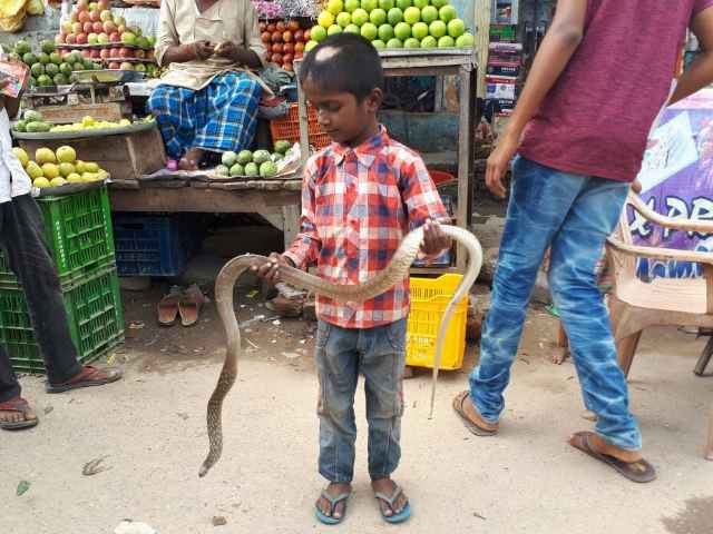 PICs: जहरीले सांप पकड़ना है इस बनारस के बच्चे का खेल! PICs: जहरीले सांप पकड़ना है इस बनारस के बच्चे का खेल!