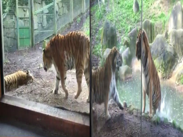 Read Also- सोती हुई शेरनी को छेड़ना पड़ा महंगा, देखिए क्या हुई बब्बर शेर की हालत