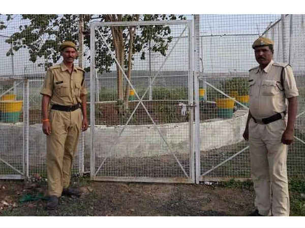 यह है दुनिया का सबसे अनोखा पेड़ यह है दुनिया का सबसे अनोखा पेड़