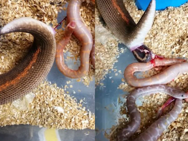 Pregnant boa gives birth to 6 slippery babies in fascinating video, 10 lakh people watch Pregnant boa gives birth to 6 slippery babies in fascinating video, 10 lakh people watch
