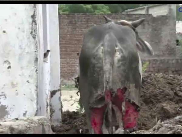 गौवंशों पर तेजाब डालकर घटना को दिया अंजाम