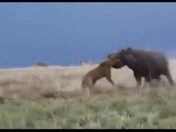 video A lioness attacks a hippo and regrets itvideo A lioness attacks a hippo and regrets it video A lioness attacks a hippo and regrets itvideo A lioness attacks a hippo and regrets it