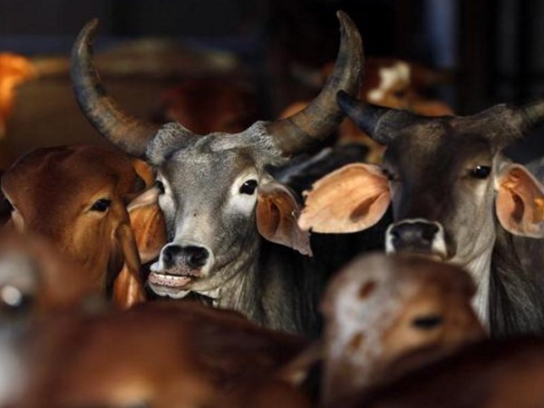 एक और पहलू कांड: अलवर में गाय लेकर जा रहे दो मुस्लिम युवकों को गौरक्षकों ने पीटा, मारी गोली एक और पहलू कांड: अलवर में गाय लेकर जा रहे दो मुस्लिम युवकों को गौरक्षकों ने पीटा, मारी गोली