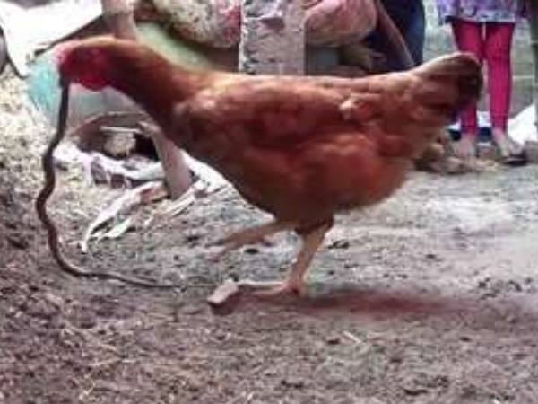 Hen killed Snake in a duel fight Hen killed Snake in a duel fight