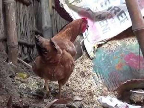 Hen killed Snake in a duel fight Hen killed Snake in a duel fight