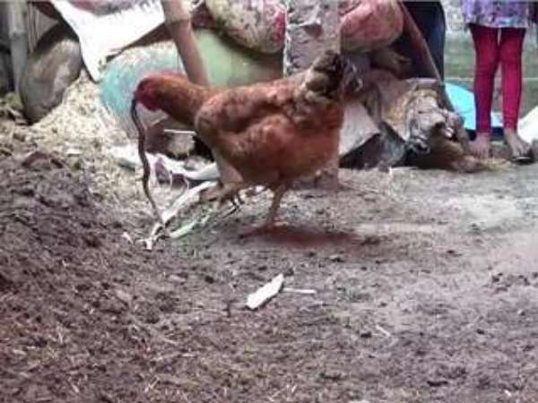 Hen killed Snake in a duel fight Hen killed Snake in a duel fight