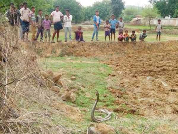 नाग-नागिन ने आकर छीन लिया मां-बाप का साया और रातभर बैठे रहे बच्चों के सिर के पास नाग-नागिन ने आकर छीन लिया मां-बाप का साया और रातभर बैठे रहे बच्चों के सिर के पास