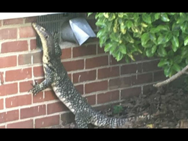 OMG! The Godzilla shaped Lizard try to enter in Home in America OMG! The Godzilla shaped Lizard try to enter in Home in America