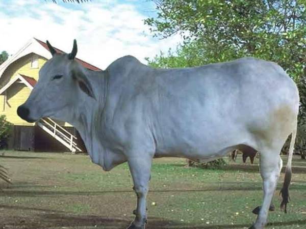 पिछले दौरे में भी की थी गायों की पूजा