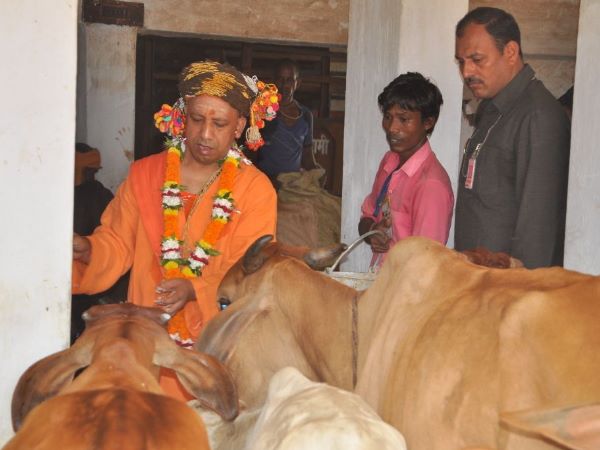 गाय पूजा से की योगी ने शुरुआत