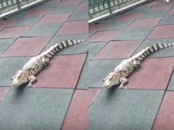 Alligator Falls From First-Floor Balcony, Alligator Falls From First-Floor Balcony,