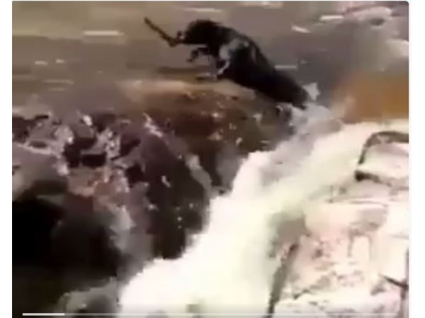इरमा तूफान में फंसे एक कुत्ते की जान साथी कुत्ते ने यूं बचाई इरमा तूफान में फंसे एक कुत्ते की जान साथी कुत्ते ने यूं बचाई