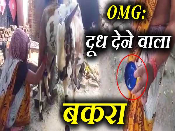 OMG: बकरी नहीं बल्कि ये अजीबो-गरीब बकरा देता है दूध, देखे वीडियो OMG: बकरी नहीं बल्कि ये अजीबो-गरीब बकरा देता है दूध, देखे वीडियो