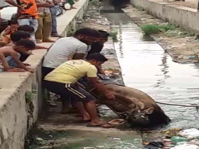 UP Youngmen save Bull in Hardoi UP Youngmen save Bull in Hardoi