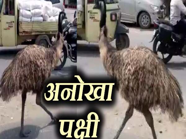 VIDEO: बनारस की सड़कों पर दौड़ता दिखा अजीबो-गरीब पक्षी VIDEO: बनारस की सड़कों पर दौड़ता दिखा अजीबो-गरीब पक्षी