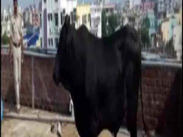 घूमते-घूमते बिल्डिंग के टॉप फ्लोर पर जा पहुंचा सांड़, मच गई अफरा-तफरी घूमते-घूमते बिल्डिंग के टॉप फ्लोर पर जा पहुंचा सांड़, मच गई अफरा-तफरी