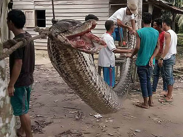 23 फीट लंबे अजगर से भिड़ गया