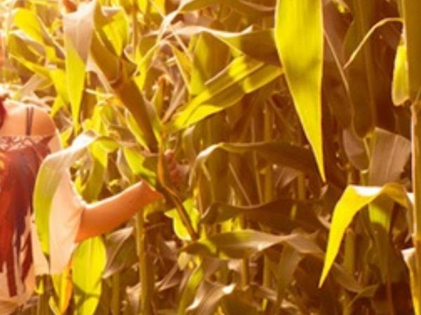 'गुरुदेव' का मक्के के खेत में कुकर्म