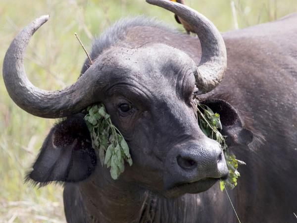 मालिकों को रंगनी होगी अपनी-अपनी भैंस