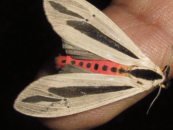 Many photos of insects seen on social media