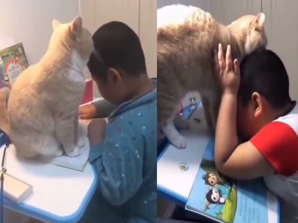 Viral Video Viral Video
