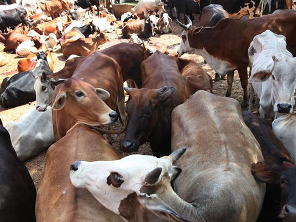 गोंडा: गौहत्या के आरोप में दो गिरफ्तार, पुलिस ने लगाया रासूका गोंडा: गौहत्या के आरोप में दो गिरफ्तार, पुलिस ने लगाया रासूका