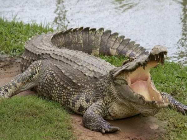 crocodile Found in sonbhadra crocodile Found in sonbhadra