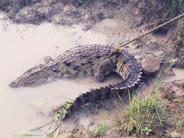 crocodile Found in sonbhadra crocodile Found in sonbhadra