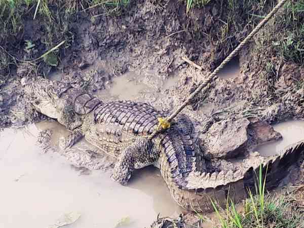 crocodile Found in sonbhadra crocodile Found in sonbhadra