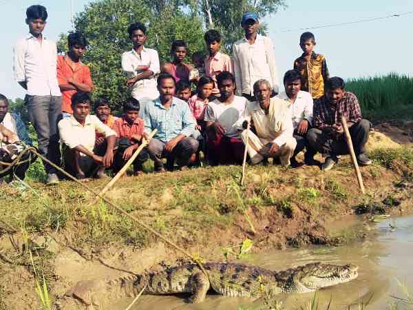 crocodile Found in sonbhadra crocodile Found in sonbhadra