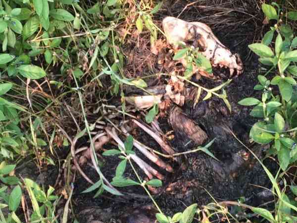 Murder all dogs to make society clean in Pune Murder all dogs to make society clean in Pune