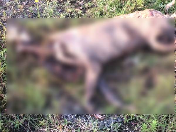 Murder all dogs to make society clean in Pune Murder all dogs to make society clean in Pune