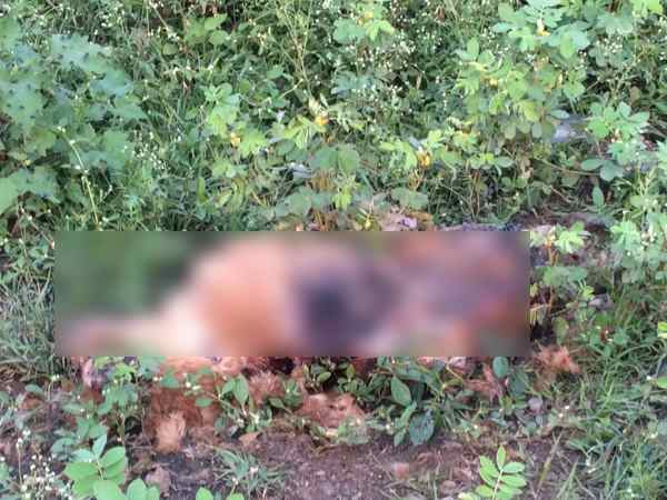 Murder all dogs to make society clean in Pune Murder all dogs to make society clean in Pune
