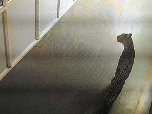 Gurgaon: Leopard enters Maruti Suzuki plant, rescue operation underway Gurgaon: Leopard enters Maruti Suzuki plant, rescue operation underway