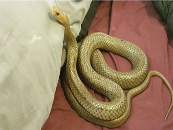 OMG! Women orderd plastic snake online but found real snake in box OMG! Women orderd plastic snake online but found real snake in box