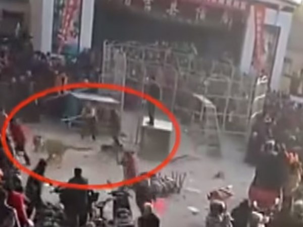 Video:सर्कस देखने आए थे लोग,तभी पिंजरे से बाहर निकल आया बाघ Video:सर्कस देखने आए थे लोग,तभी पिंजरे से बाहर निकल आया बाघ