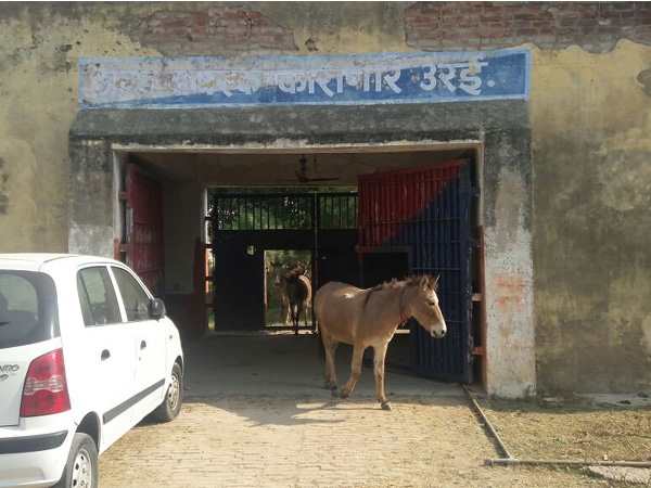 UP: महंगे पौधे खाने के गुनाह में पुलिस ने 8 गधों को जेल भेजा UP: महंगे पौधे खाने के गुनाह में पुलिस ने 8 गधों को जेल भेजा