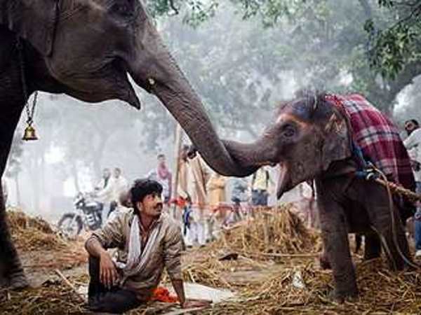 एशिया का सबसे बड़ा पशु मेला